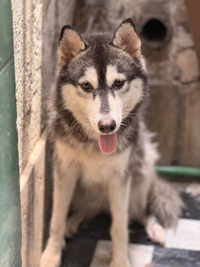 Very Huge size huskey for new Home