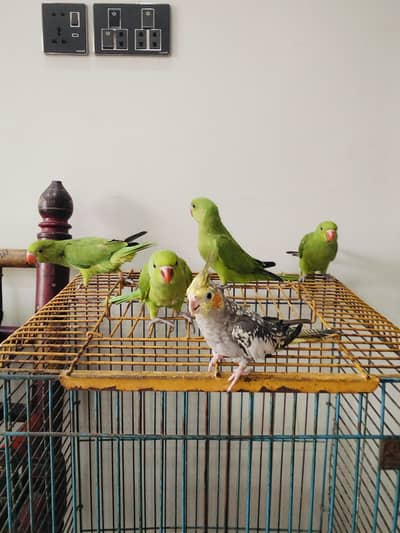 Hand Tame Green Ringneck & Cockatiels