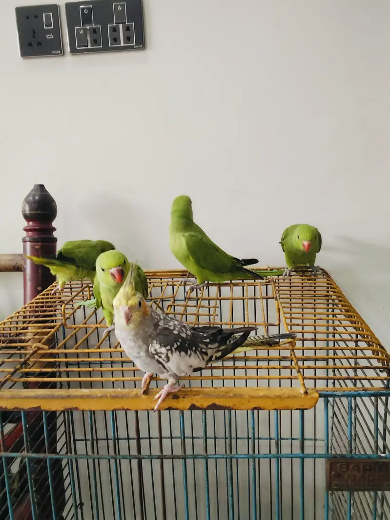 Hand Tame Green Ringneck & Cockatiels — photo 2