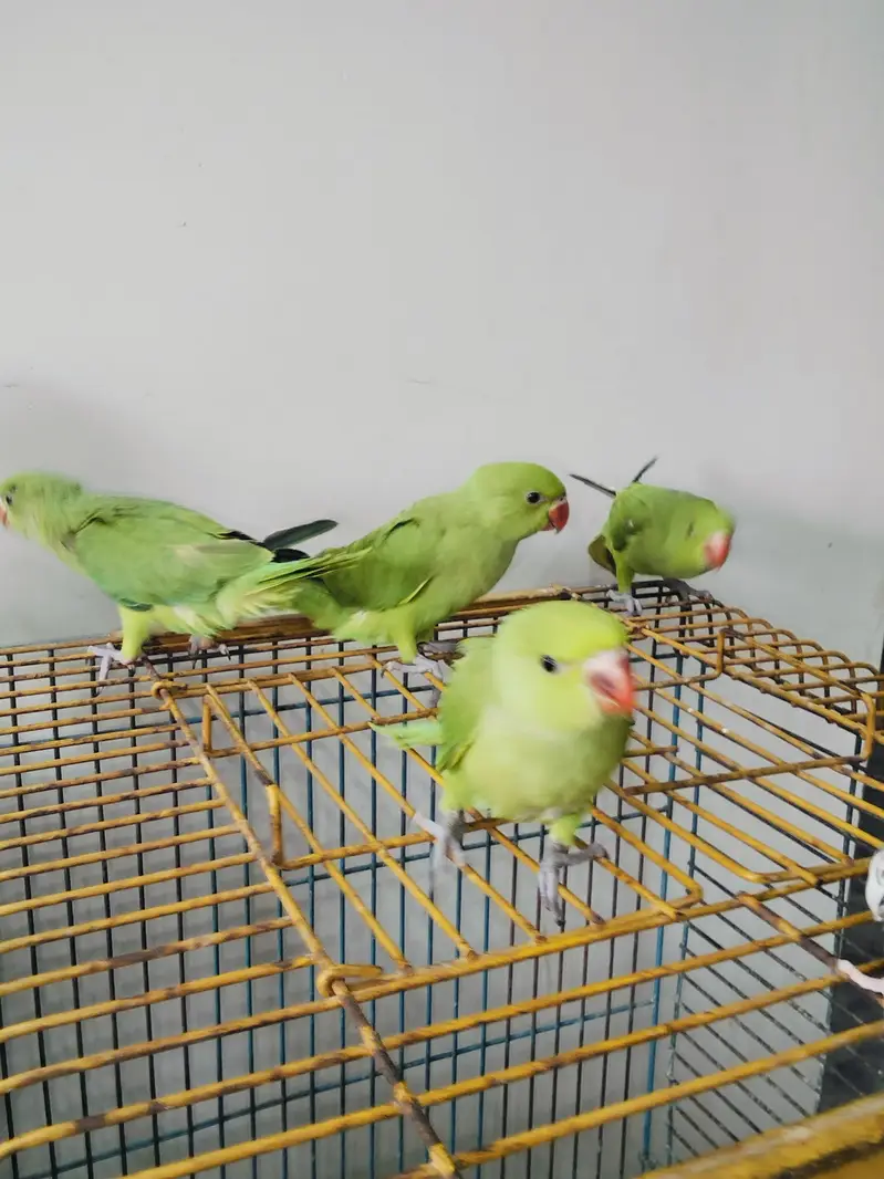 Hand Tame Green Ringneck & Cockatiels — photo 3