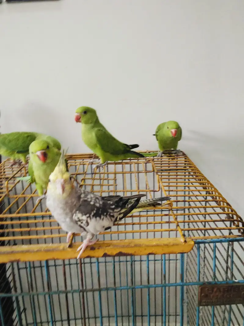 Hand Tame Green Ringneck & Cockatiels — photo 4