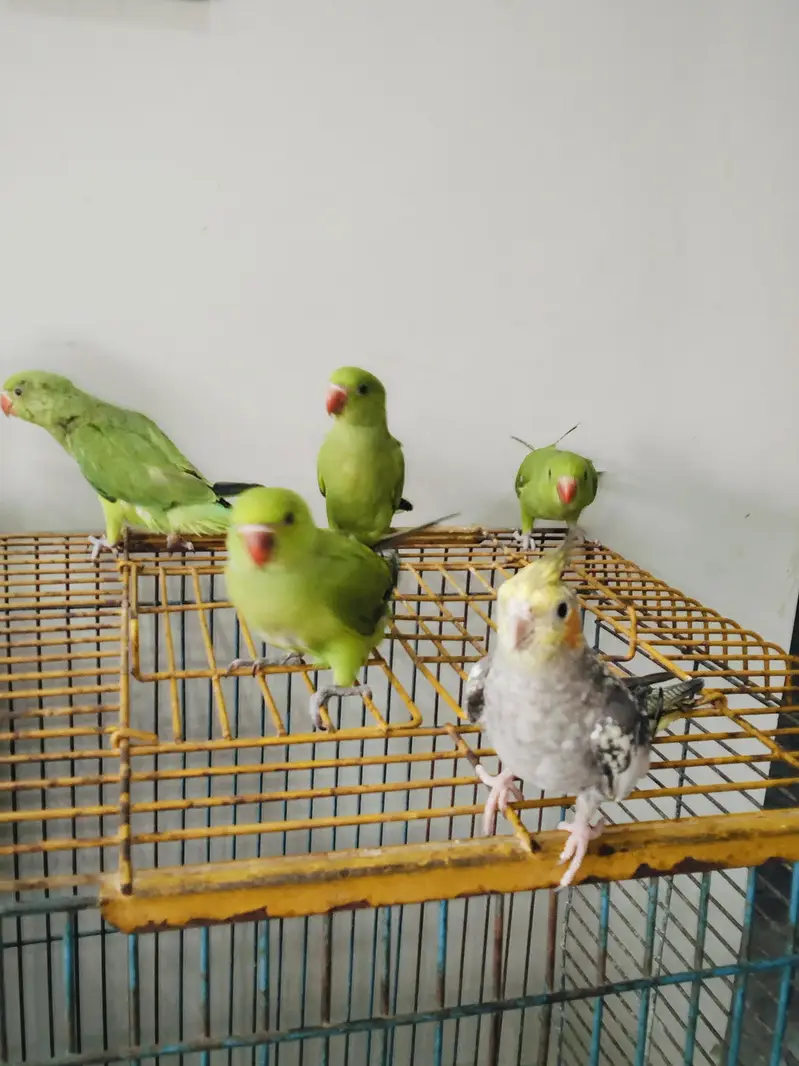 Hand Tame Green Ringneck & Cockatiels — photo 5