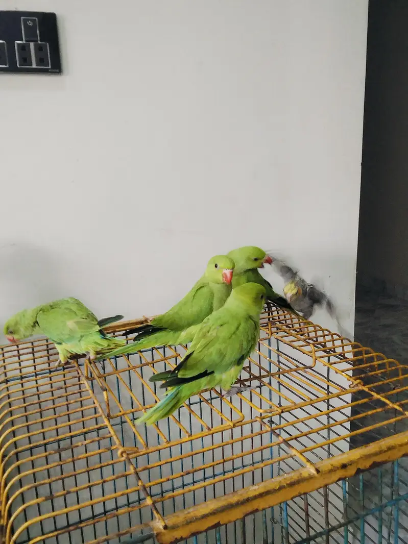 Hand Tame Green Ringneck & Cockatiels — photo 6