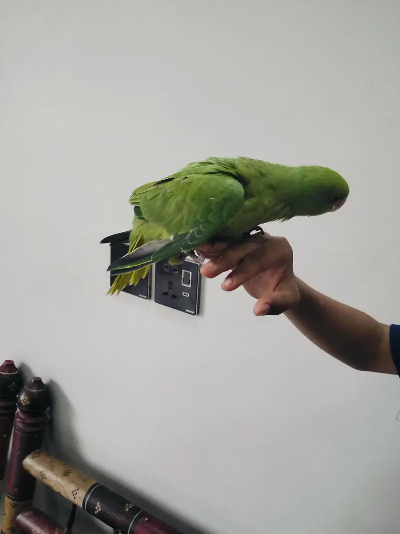 Hand Tame Green Ringneck & Cockatiels — photo 7
