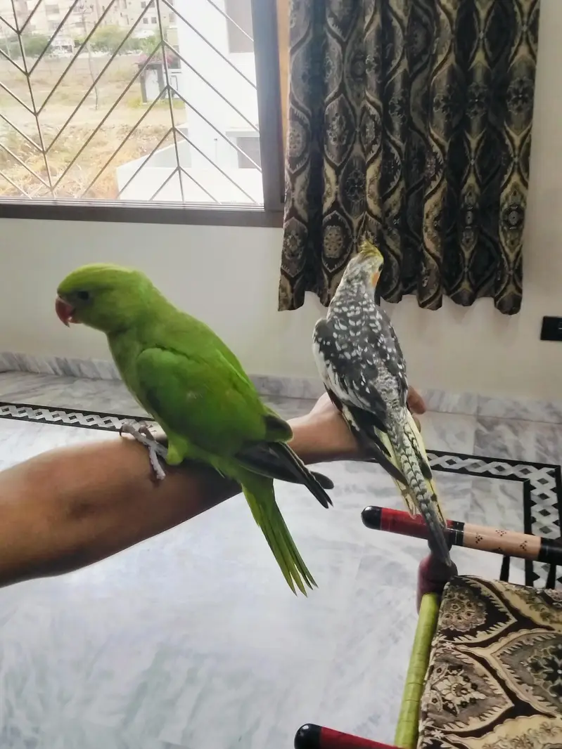 Hand Tame Green Ringneck & Cockatiels — photo 8