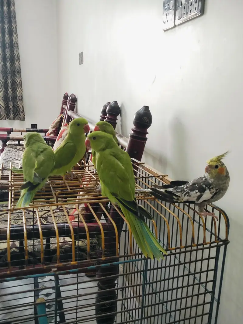 Hand Tame Green Ringneck & Cockatiels — photo 9