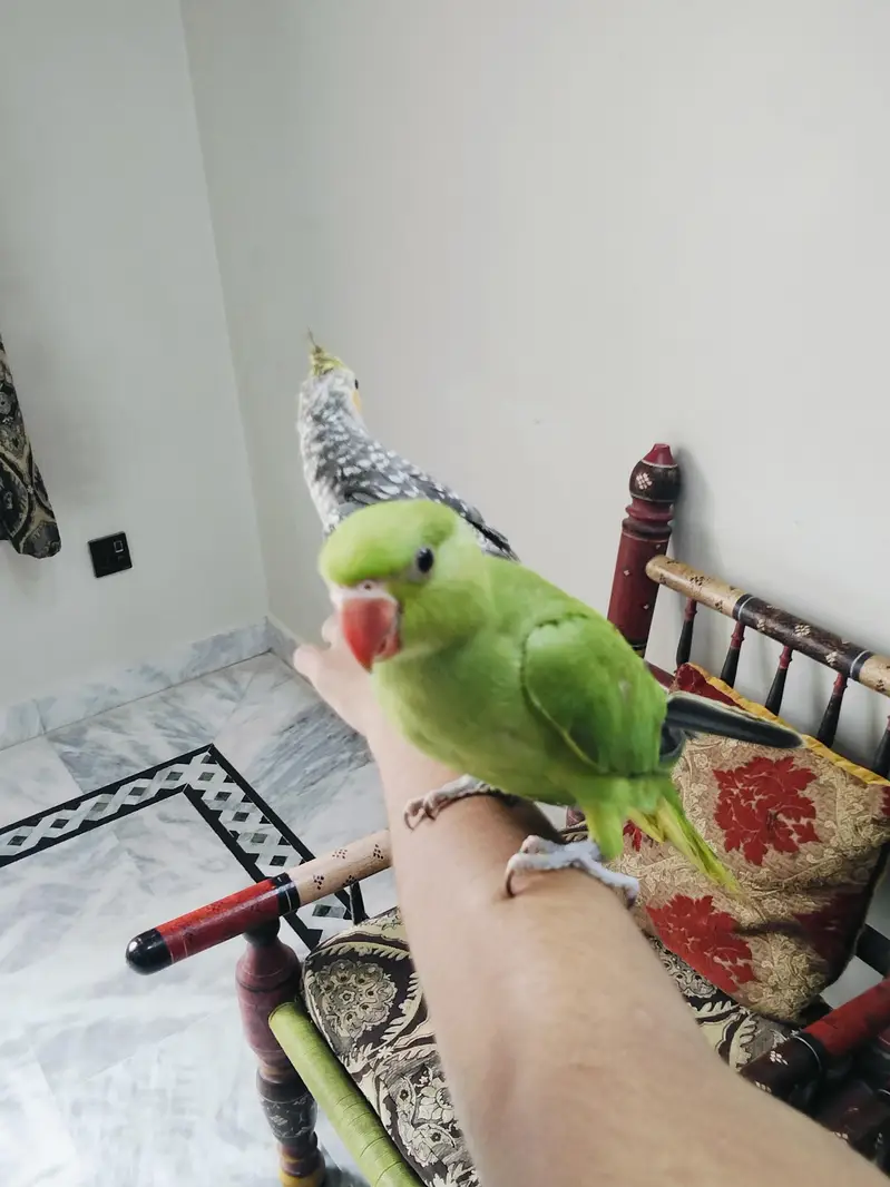 Hand Tame Green Ringneck & Cockatiels — photo 10