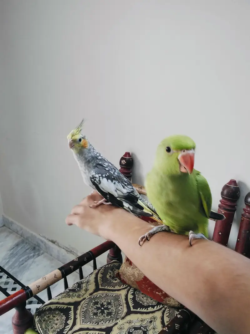 Hand Tame Green Ringneck & Cockatiels — photo 11
