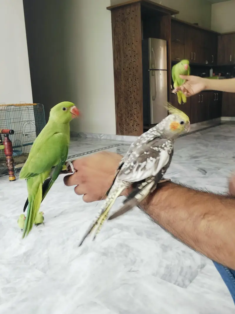 Hand Tame Green Ringneck & Cockatiels — photo 12