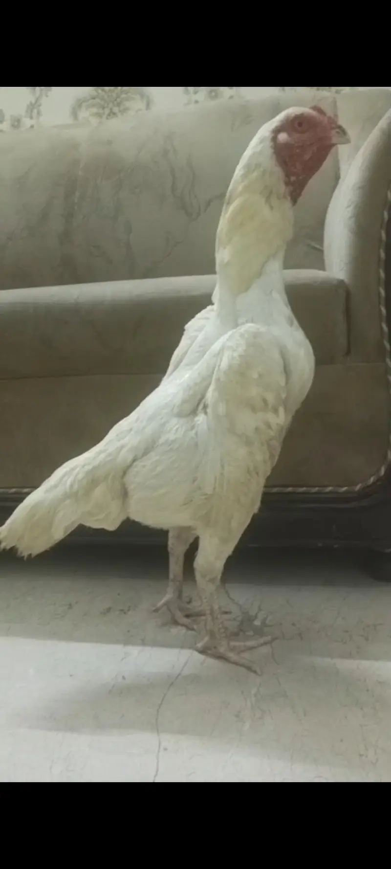 o shamoo chicks