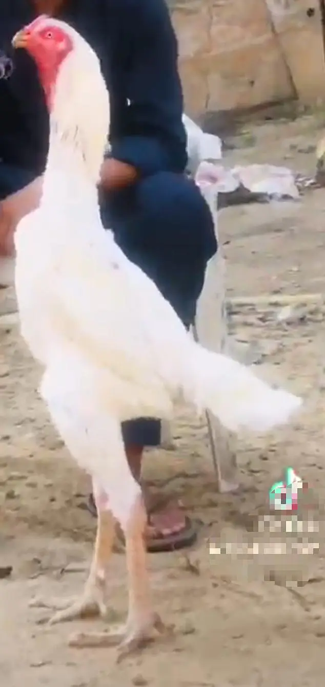 o shamoo chicks — photo 2