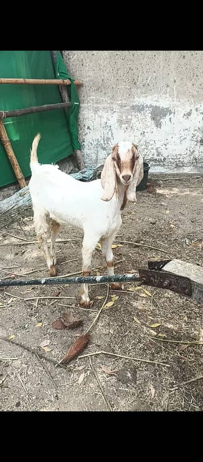 bakra goat
