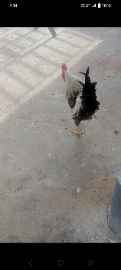 Mix Breeds Hens