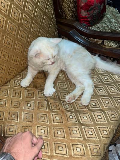 cat for sale