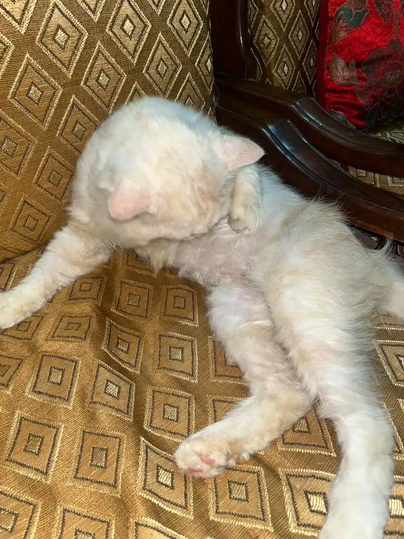 cat for sale — photo 2