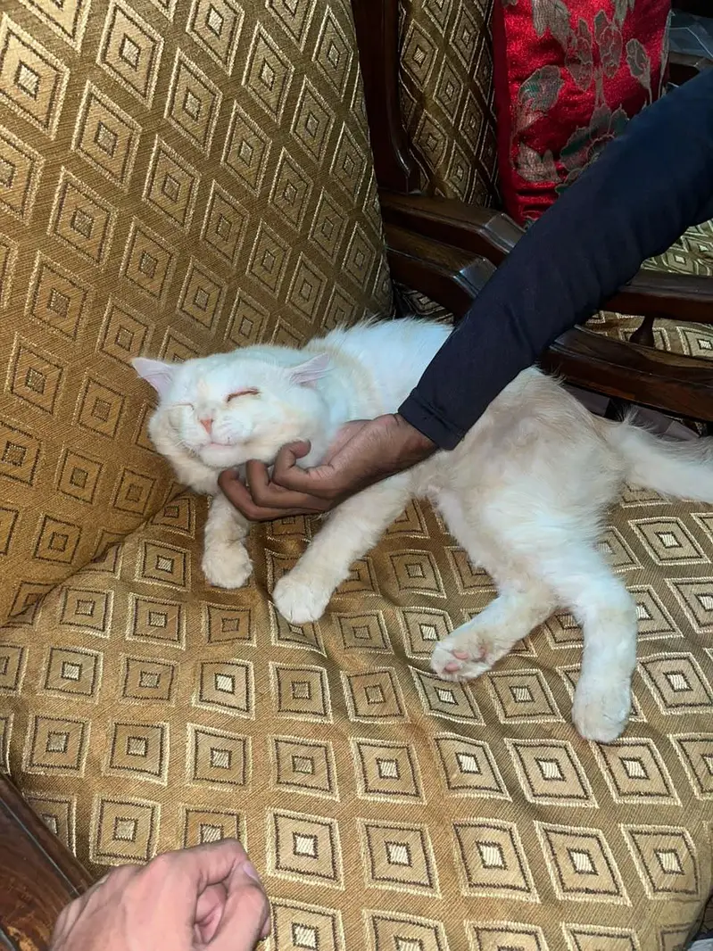 cat for sale — photo 3