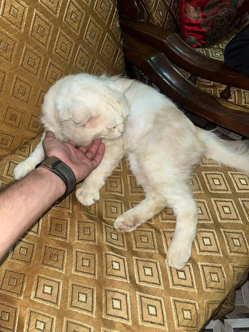 cat for sale — photo 4