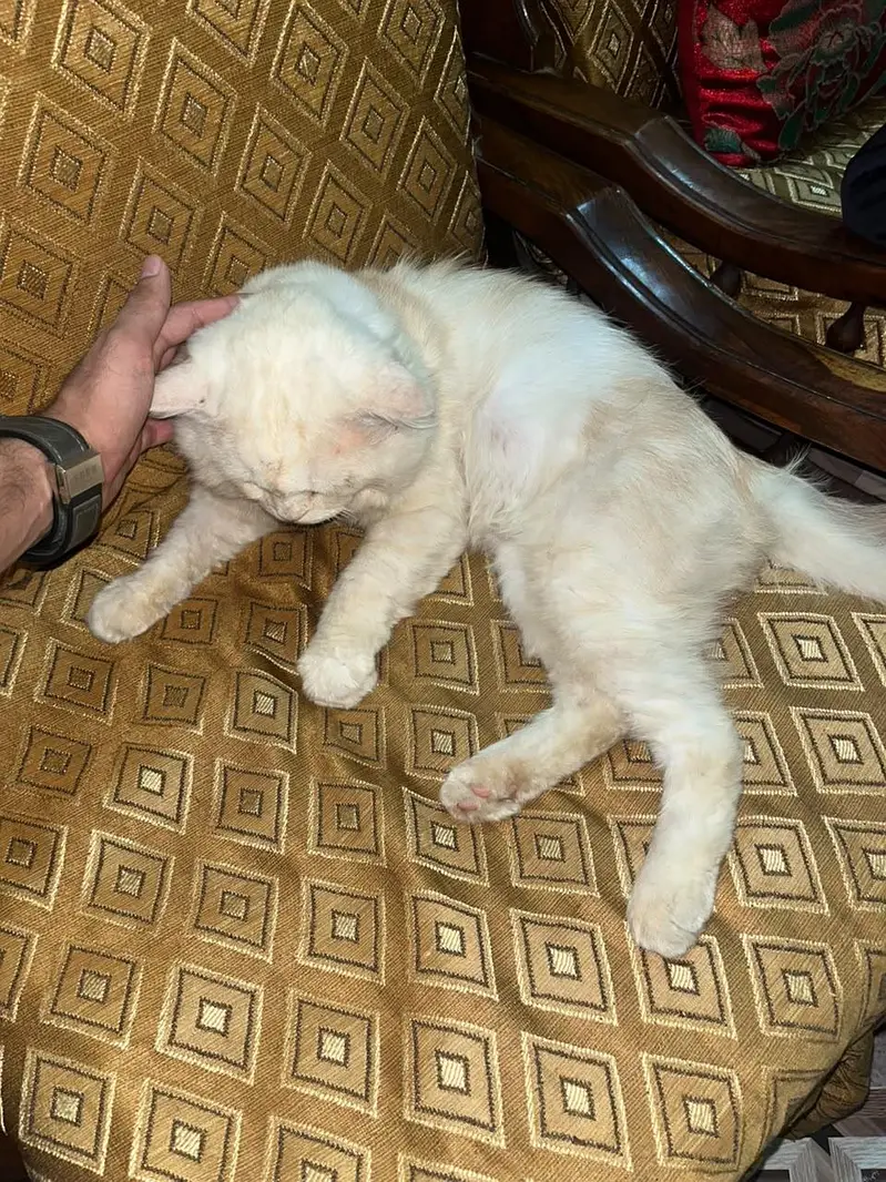 cat for sale — photo 5