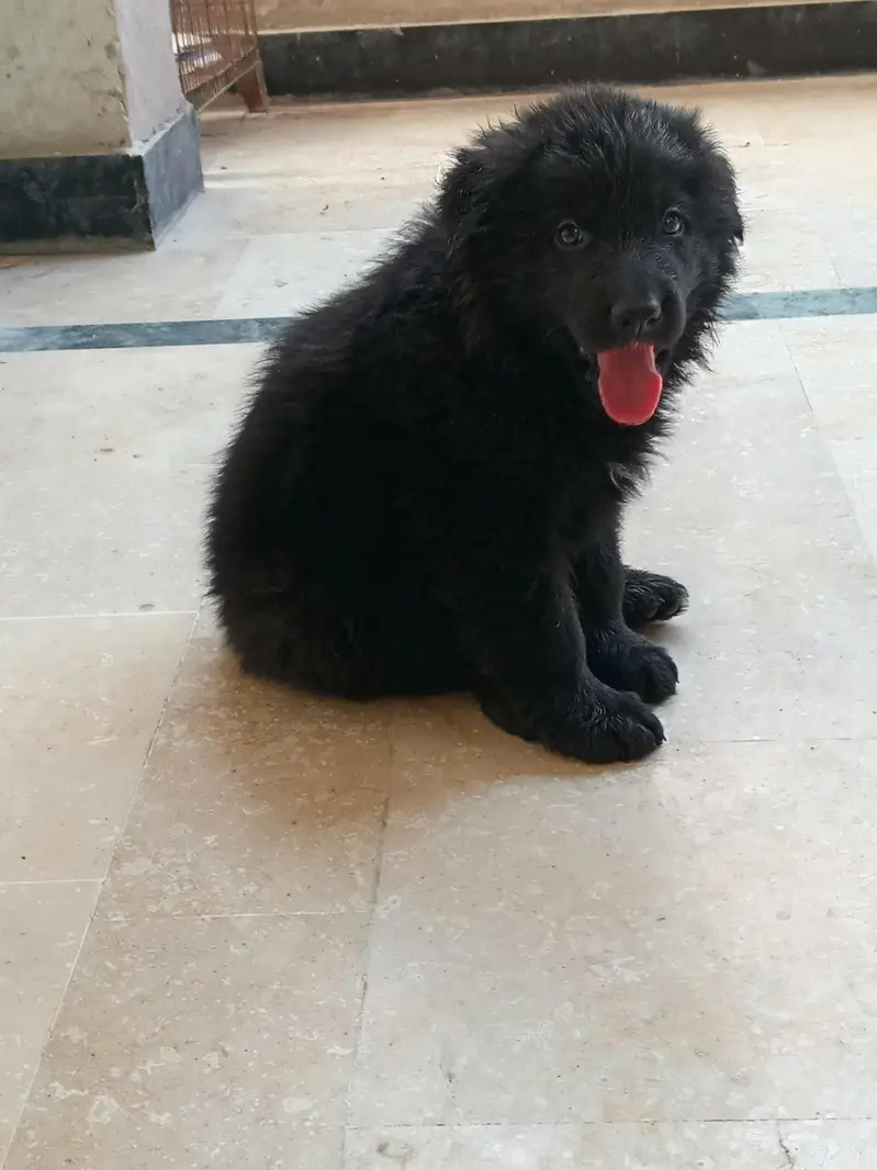 German shepherd show quality puppies