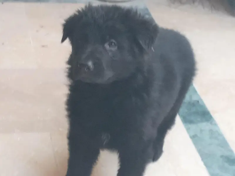 German shepherd show quality puppies — photo 3