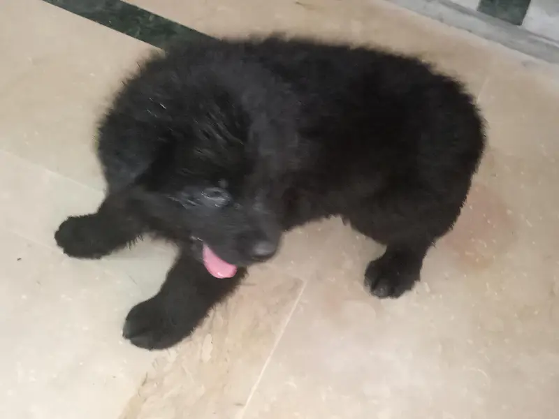 German shepherd show quality puppies — photo 4