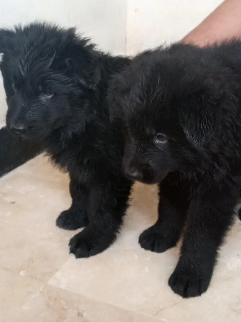 German shepherd show quality puppies — photo 6