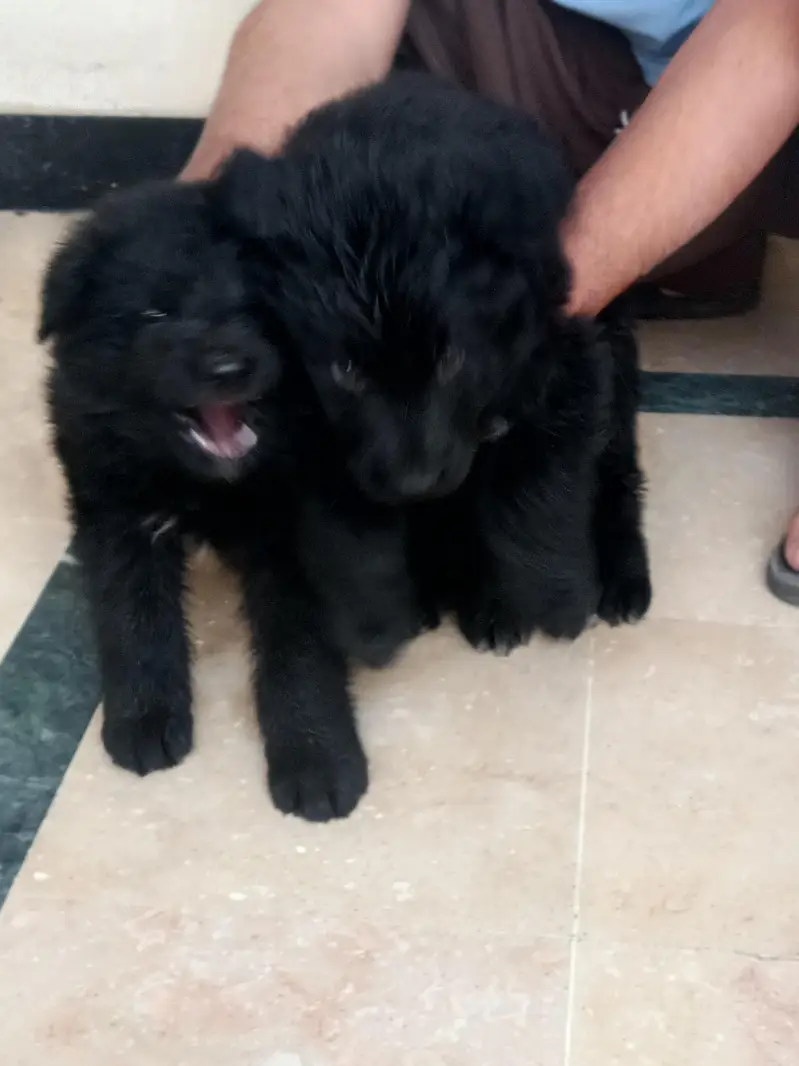 German shepherd show quality puppies — photo 7