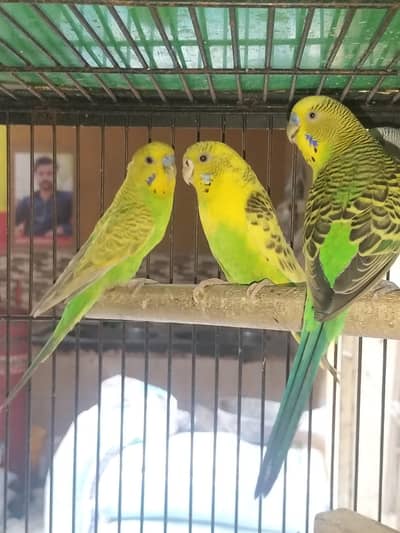 breeder pair of sale