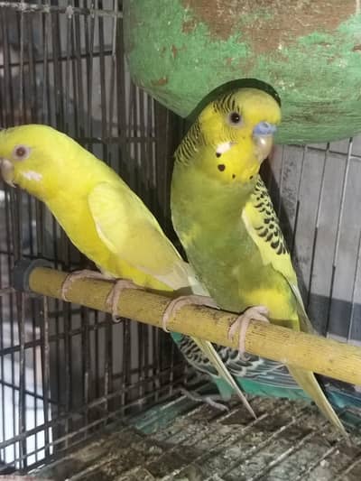 breeder pair of sale
