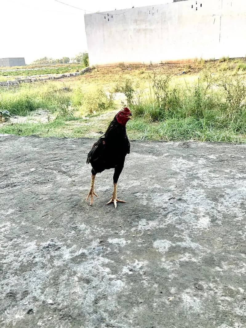 murga 0