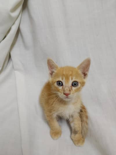 kittens