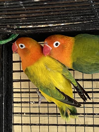 Green Euwing Opaline (pair)