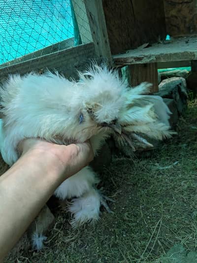 Silkie pair And desi hens for sale