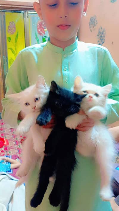 Persian kittens | triple coated | blue eyes kittens