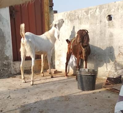 Teddy Bakri doodh wali  fresh Cross 03324262191