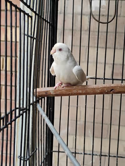 budgie breeder pair