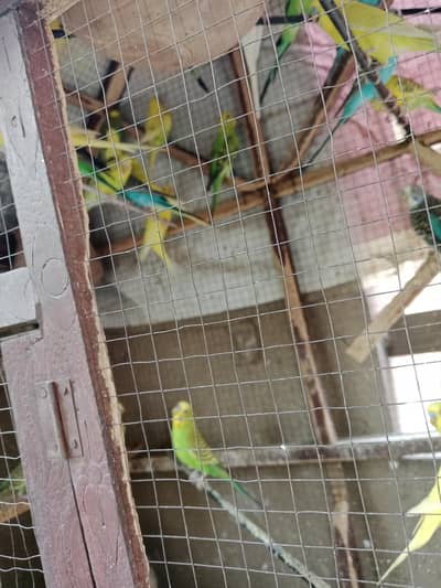 30 to 40 parrots