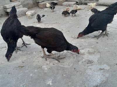 Aseel cock and hens