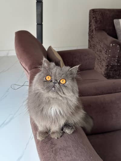 Persian cat peaky face ready for breeding