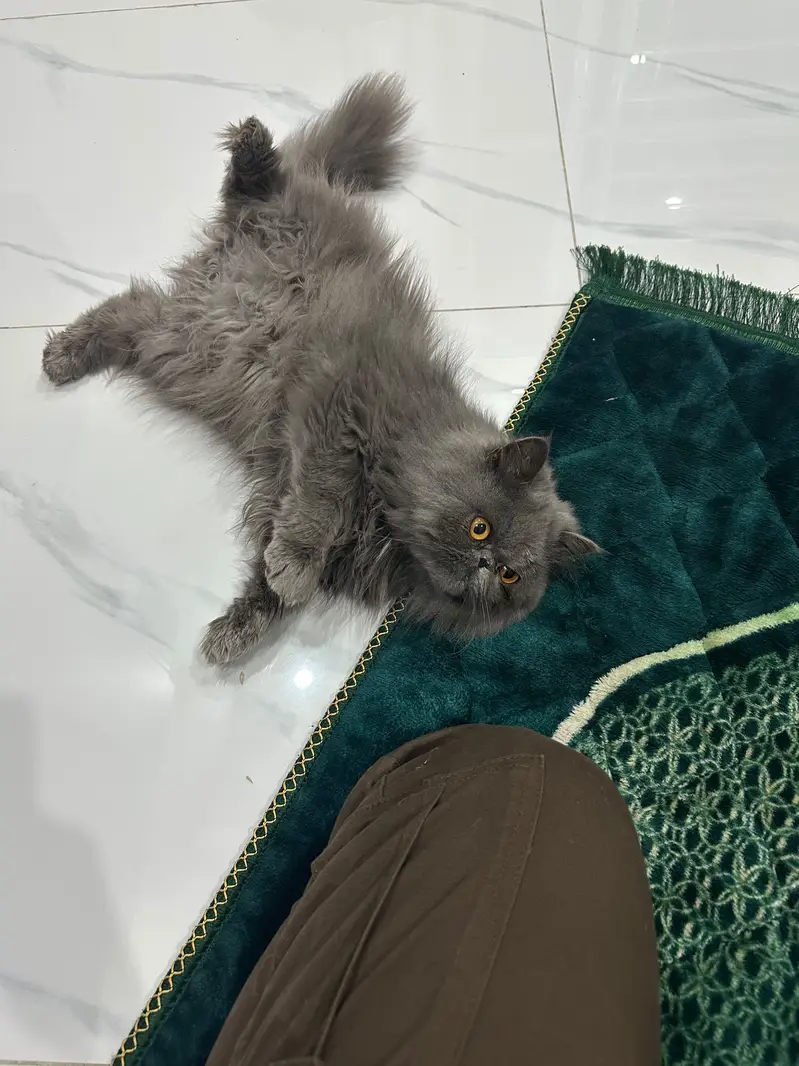 Persian cat peaky face ready for breeding — photo 2