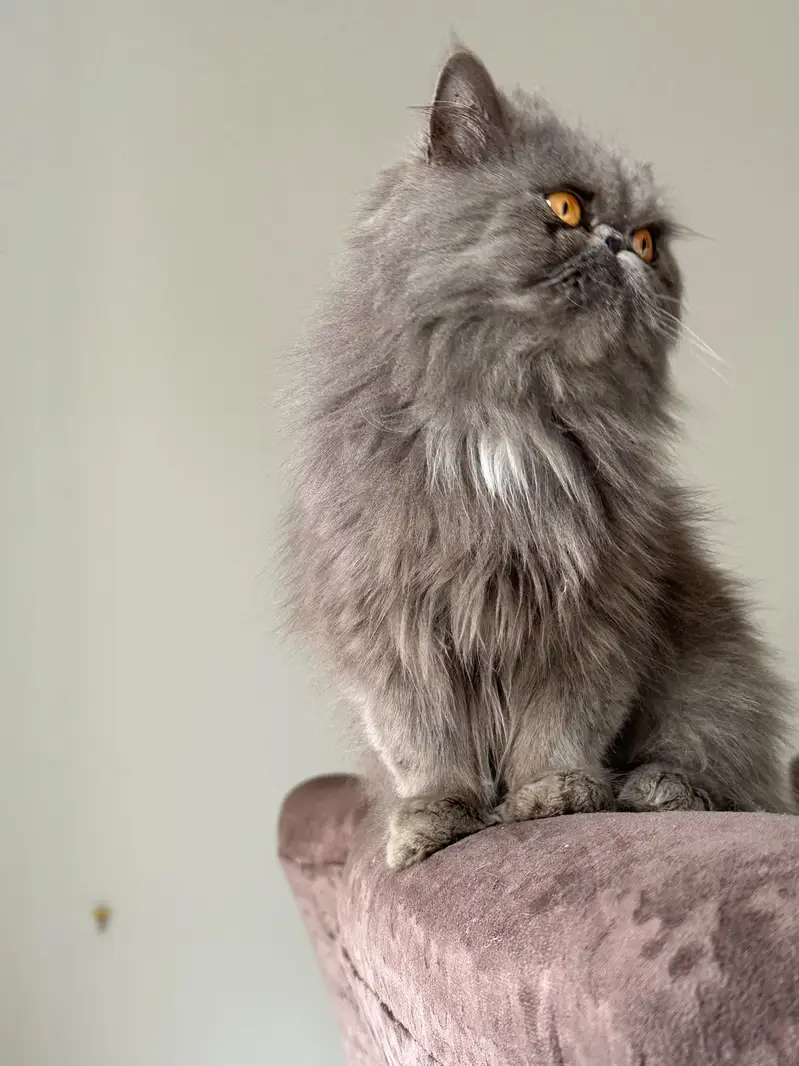 Persian cat peaky face ready for breeding — photo 3