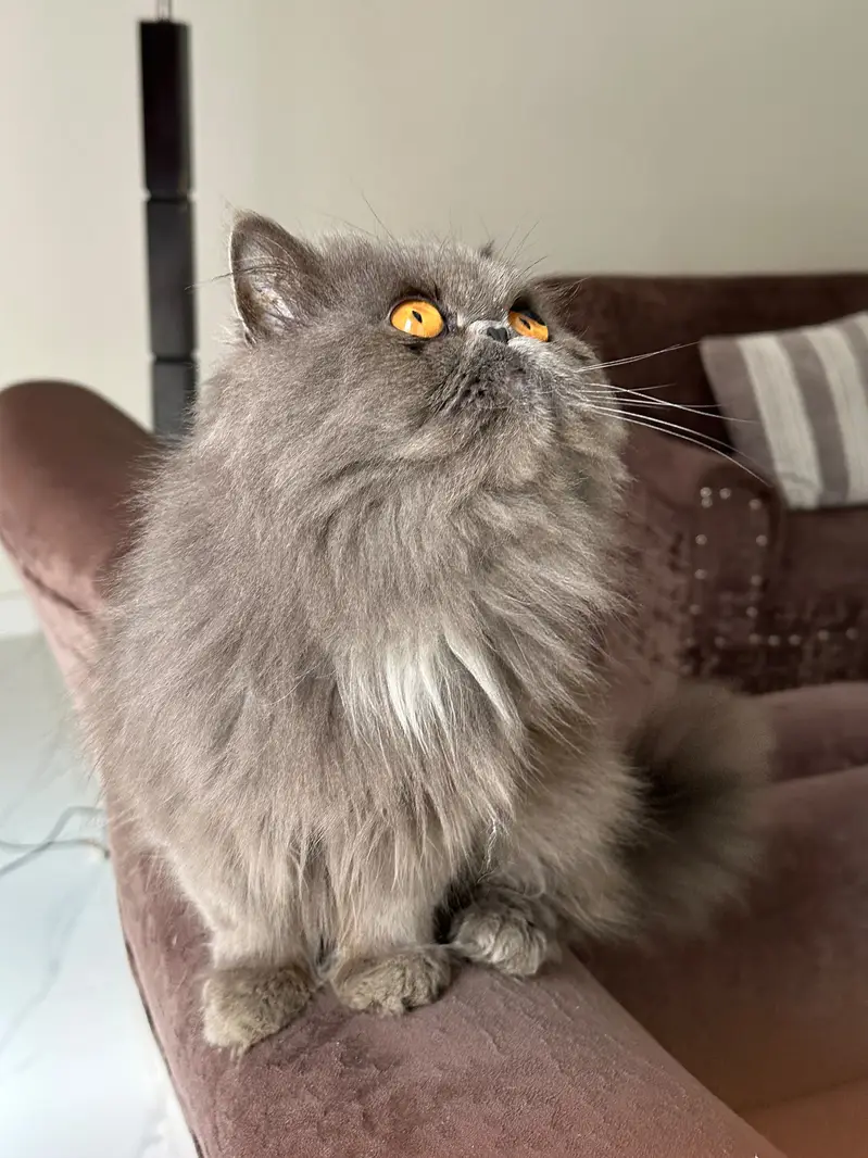Persian cat peaky face ready for breeding — photo 7