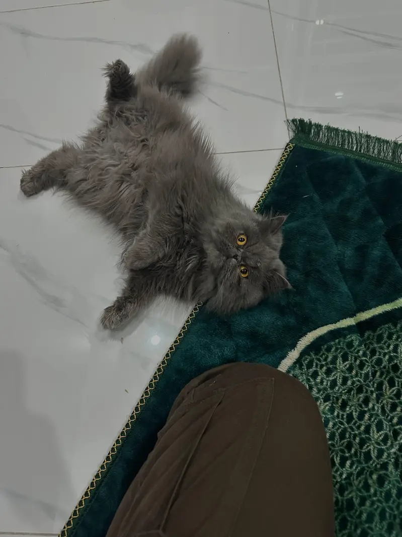 Persian cat peaky face ready for breeding — photo 10