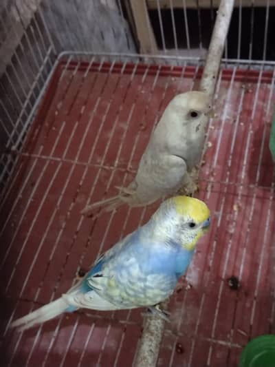 Beautiful and healthy budgies