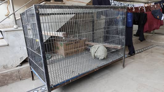 Birds Cage in Heavy Gage