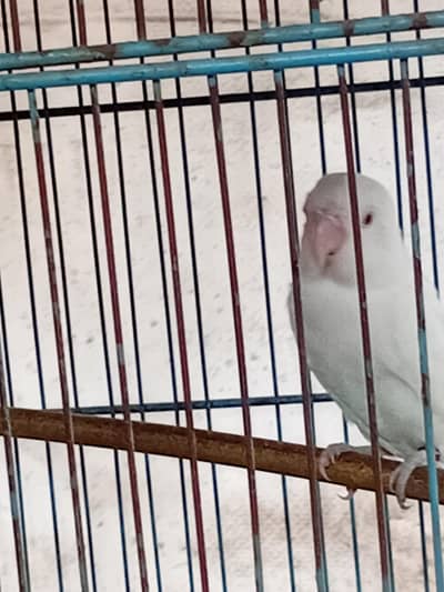 lovebirds cage