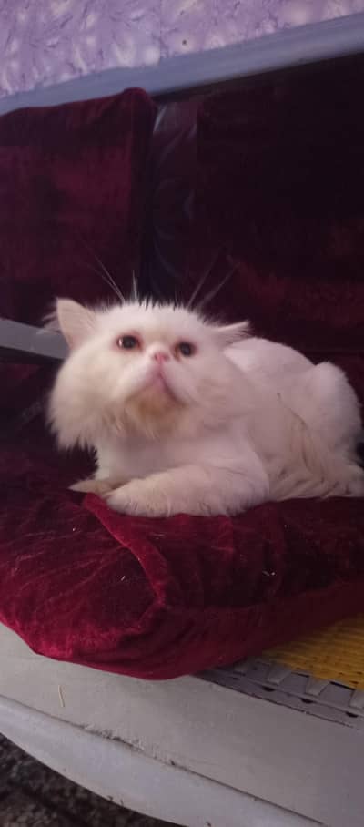 pure Persian male or female cats