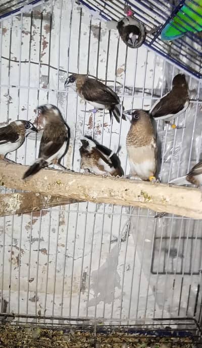 Bangalise (Society Finch) breeder pairs (1800)