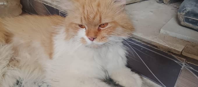 Male Persian Triple Coat Cat for Sale | 1 Year Old