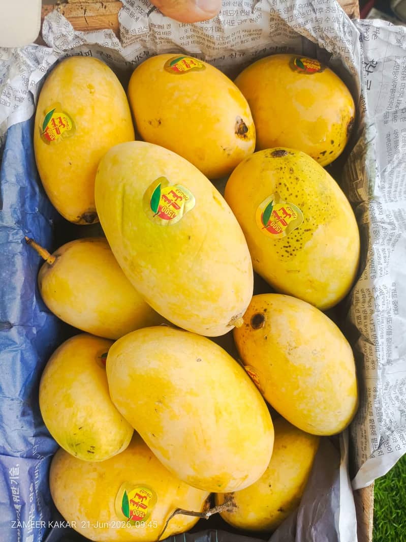 گجر مینگو فارم 1